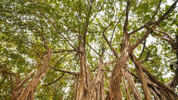 Adyar Banyan Tree
